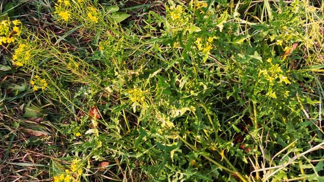 Амор. Надежда Чепрага. смотреть онлайн