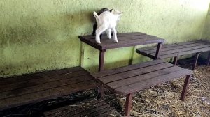 Кормление козлят с нуля до выпаса