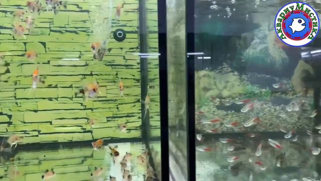 Прогулка по зоомагазину смотреть онлайн