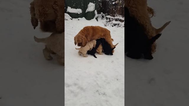 Американский кокер спаниель смотреть онлайн