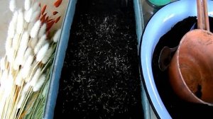 Как сеять заячий хвостик( лагурус) на рассаду