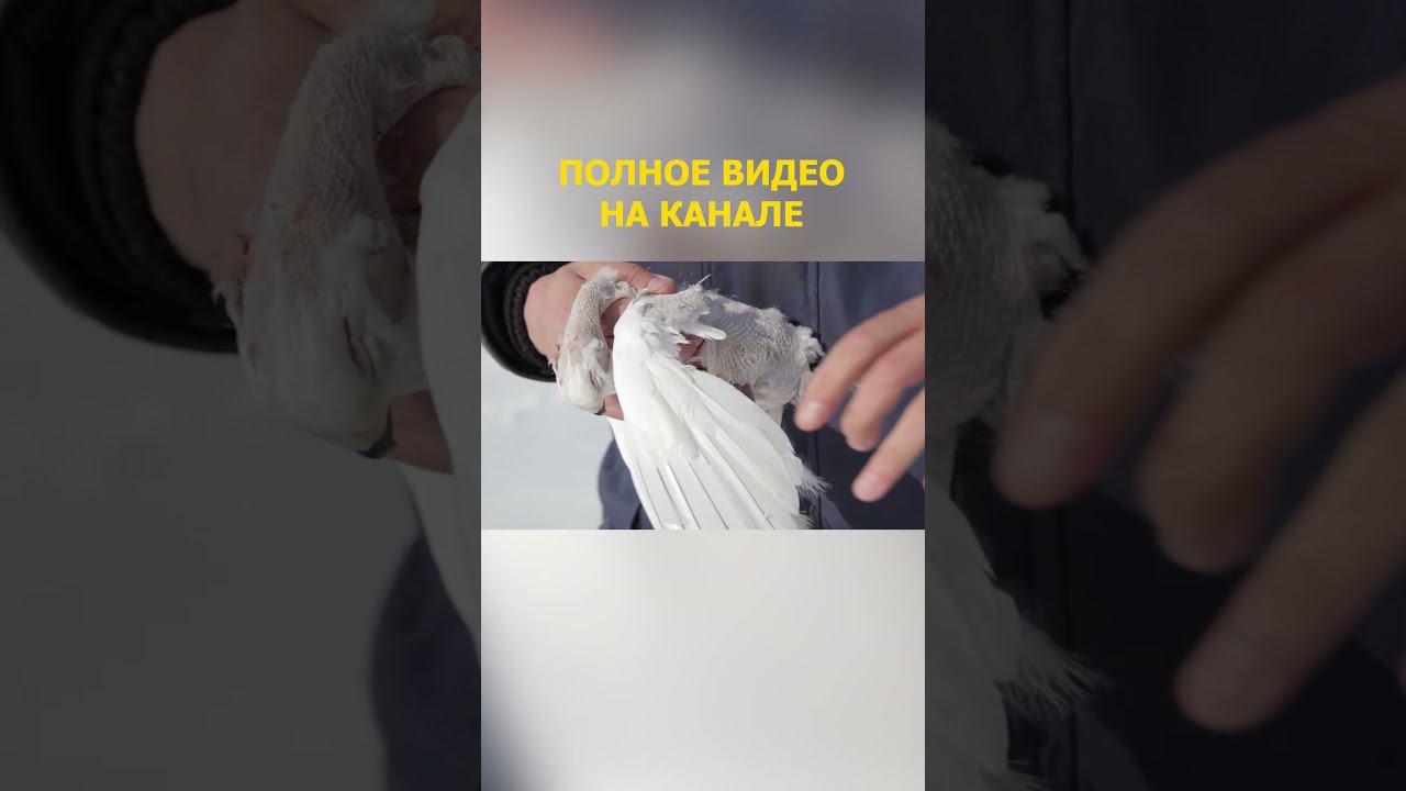 23 ЛУЧШИЙ ФИЛЬМ НЕВЕРОЯТНОЕ ПУТЕШЕСТВИЕ ДРУЗЕЙ НА КРАЙНИЙ СЕВЕР Дыхание Арктики Малоземельская тундр смотреть онлайн