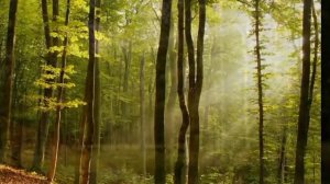 Медитация по методу Луизы Хей. Исцеление внутреннего ребёнка