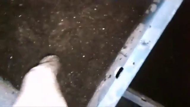 Полный рабочий день. Разведение червя дендробена