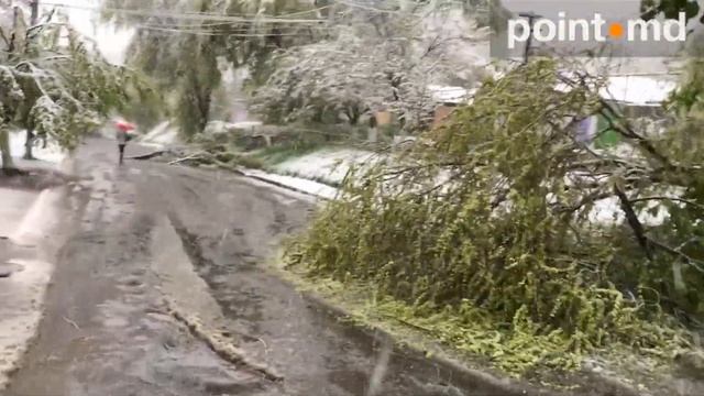 Не выдержав мокрого снега, в Кишиневе стали падать деревья Mp4