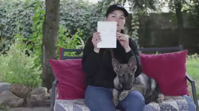 Щенок. Вакцинация и карантин по прививкам смотреть онлайн