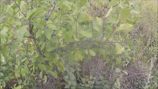 ТКЕМАЛИ! Соус ткемали к мясу, к рыбе, к овощам! (МОЯ КУХНЯ НАИЗНАНКУ) смотреть онлайн