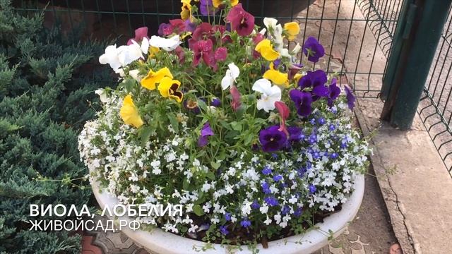 Вазоны в саду. Делимся идеями. смотреть онлайн