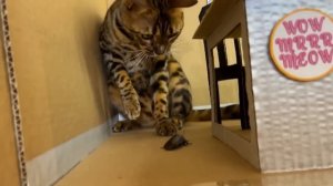 ДОМ для кошки в виде ШКОЛЫ ? из картона своими руками. ПОБЕГ с приключениями