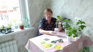 Появились мошки на рассаде что делать?