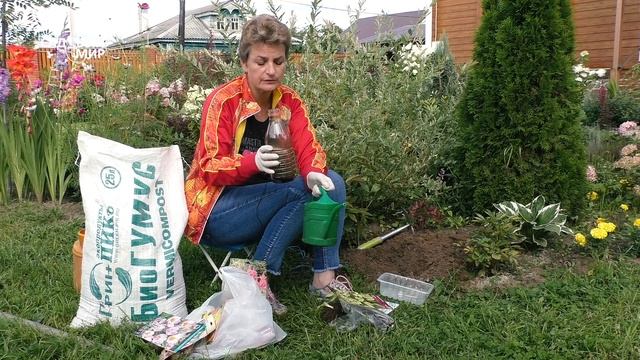 Осенняя посадка хосты. Приживется на 100%! смотреть онлайн