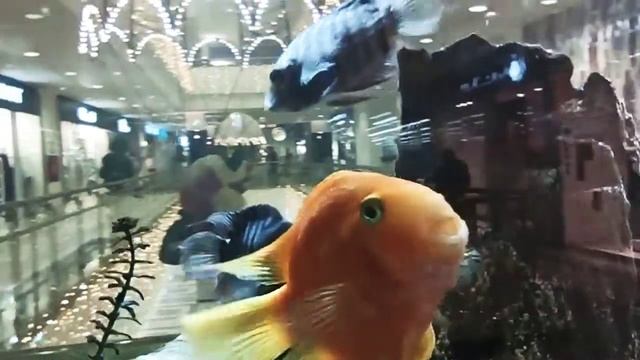 Танец золотых рыбок! смотреть онлайн