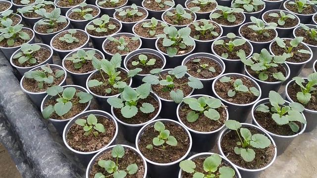 Виола, стадия пикировки.