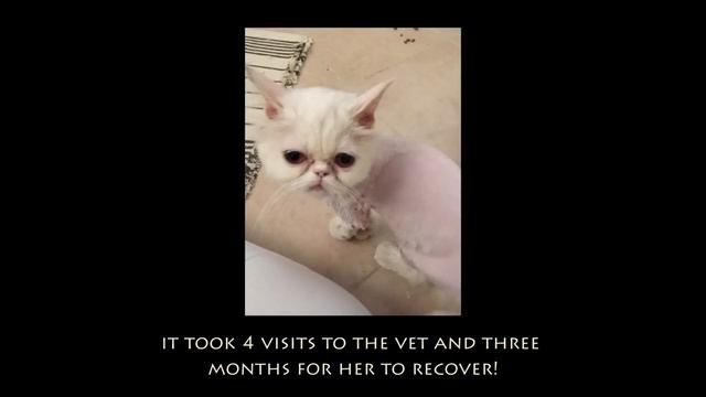 Persian Cat Rescue Story! "Cotton Candy" is ready for her new home смотреть онлайн
