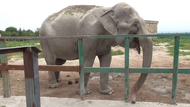 Дженни и Магда. 10 тонн красоты и дружелюбия❤ смотреть онлайн