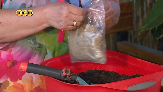 Пересадка антуриума - Цветочная лавка смотреть онлайн