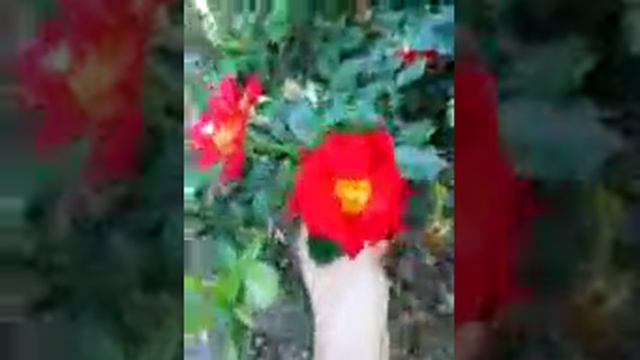 Sept 22 2018 my ketchup and mustard roses смотреть онлайн