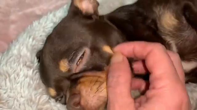 Всем спокойной ночи и самых добрых снов. смотреть онлайн