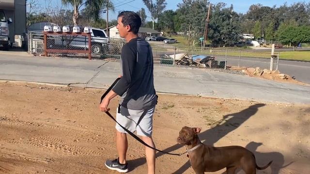 Watch a leash reactivity session//no treats or shocks! смотреть онлайн