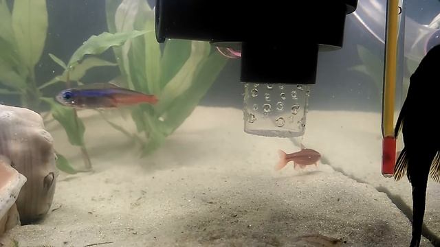 ФИЛЬТР ДЛЯ АКВАРИУМА (ТЕСТОВЫЙ ВАРИАНТ)/FILTER FOR AQUARIUM (TEST VERSION) смотреть онлайн