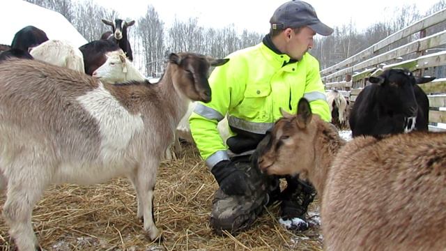 Петрович ! смотреть онлайн