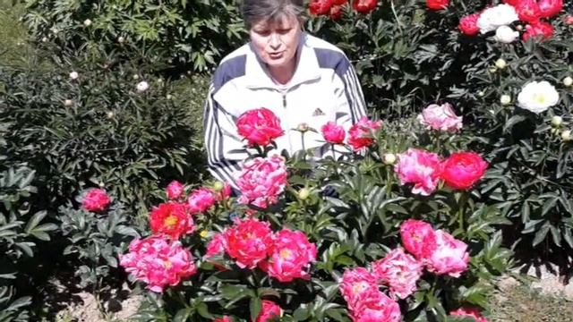 Цветение пионов (Садовая классификация) смотреть онлайн