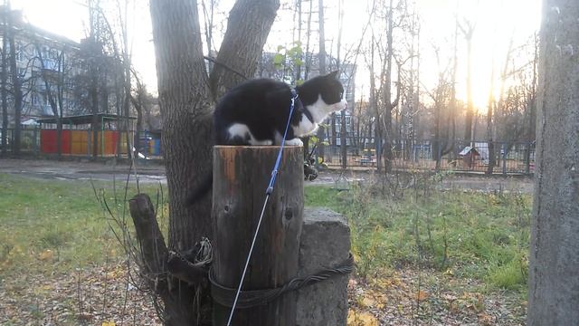 КОТ ГУЛЯЕТ НА ШЛЕЙКЕ КАК СОБАКА! (КОТ СТЁПКА) смотреть онлайн