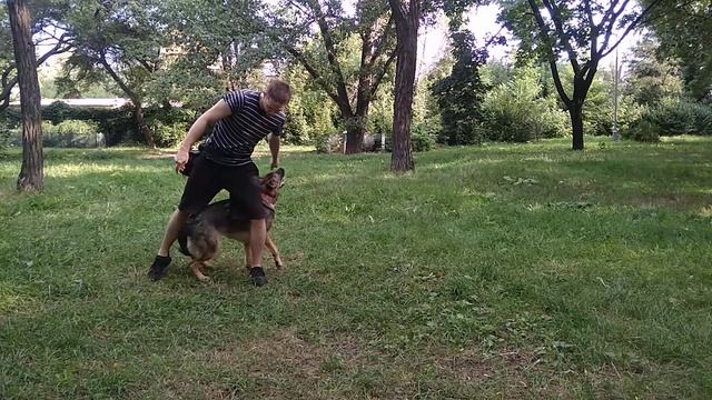 Немецкая овчарка дрессировка немецкой овчарки смотреть онлайн