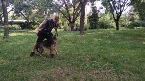 Немецкая овчарка дрессировка немецкой овчарки