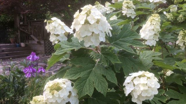 Oakleaf Hydrangea смотреть онлайн
