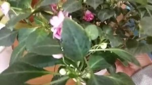 #БАЛЬЗАМИН. Пересадка методом перевалки.