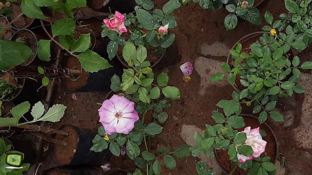 25 variety rose flowers and plants | Rose collections | Rose garden смотреть онлайн
