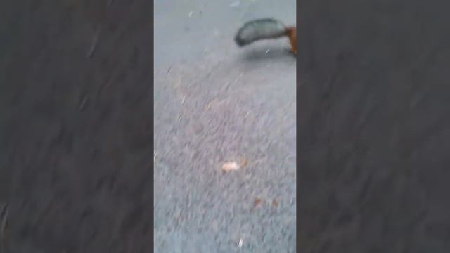 Кормим белок смотреть онлайн