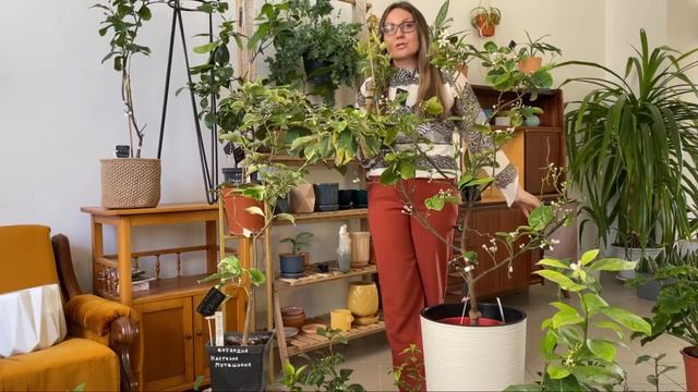 Уход за лимоном, мандарином, бергамотом в комнатных условиях смотреть онлайн