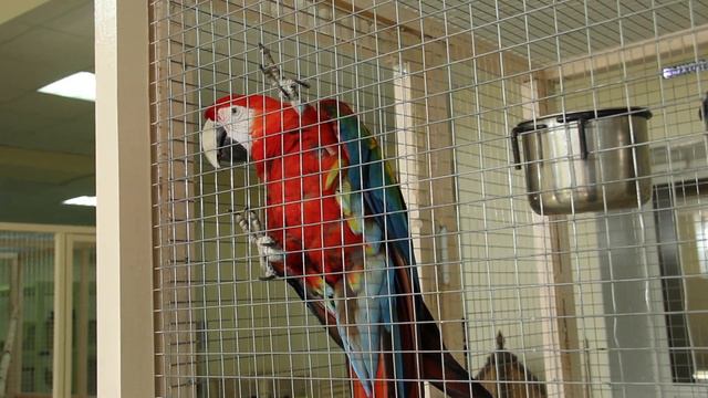 Tomsk Zoo need help смотреть онлайн