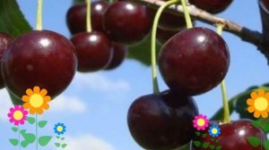 Вишня обыкновенная Шоколадница. Краткий обзор, описание характеристик, где купить саженцы