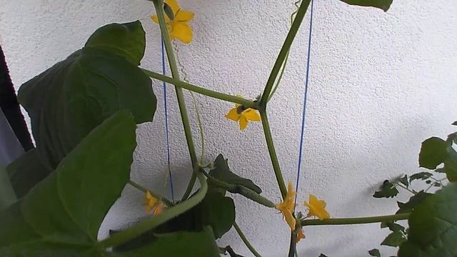 Сорваны четвертый и пятый! Огурцы с балкона на завтрак смотреть онлайн