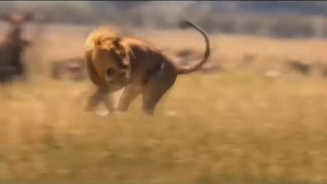 Безумные трюки и танцы смотреть онлайн