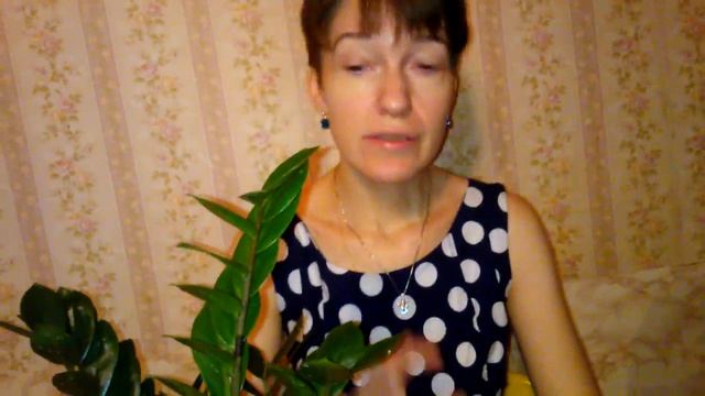 Мои комнатные растения. Замиокулькас (долларовое дерево): болезни смотреть онлайн