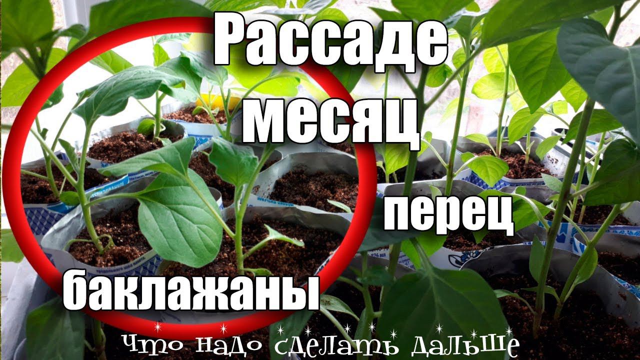 Рассада Перца и Баклажан через месяц что делать, чтобы рассада не вытягивалась и чем подкармливаю смотреть онлайн