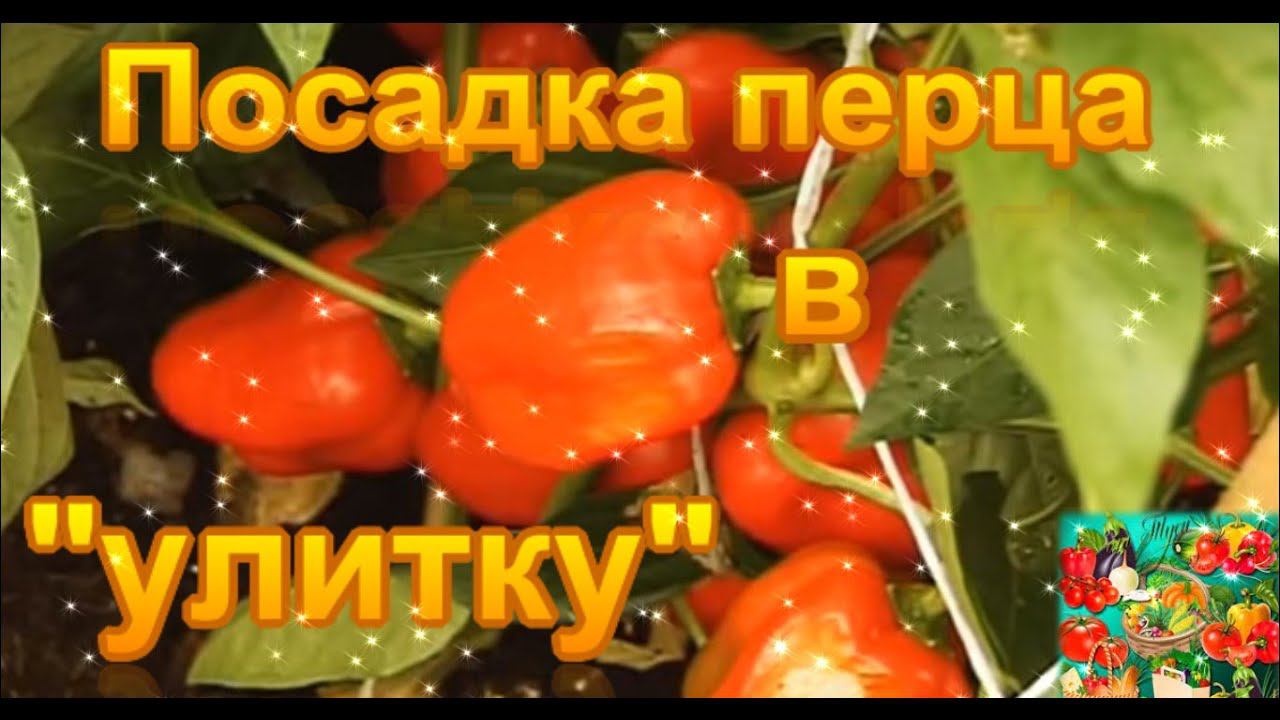 Перец. Посадка перца в улитку. смотреть онлайн