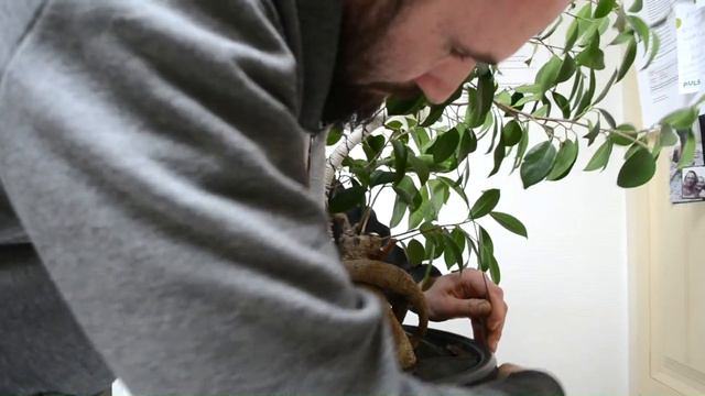Ginseng Ficus re-styling | wasn't the goal! смотреть онлайн