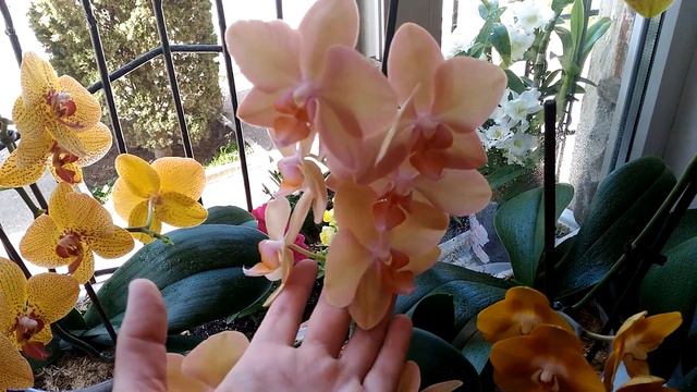 Обзор!!!!!! Моих орхидеи в закрытой системе 3 мая 2017 года:) смотреть онлайн