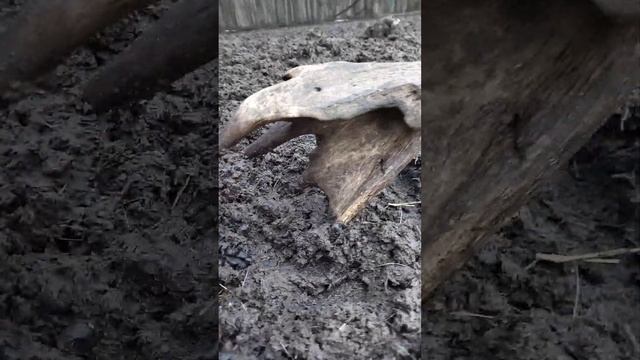 Поиск рогов оленя 2023 смотреть онлайн