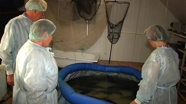 ловись рыбка Клариевый Сом смотреть онлайн