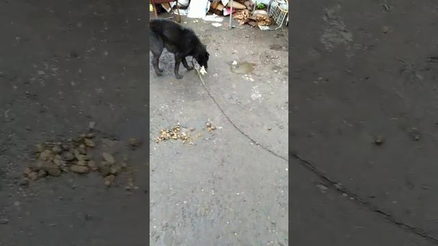 Вот это аппетит смесь алабая смотреть онлайн