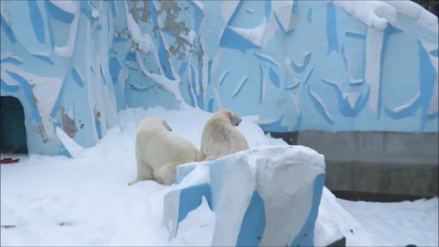 Мишки чистят шубку и играют 30.12.2020 смотреть онлайн