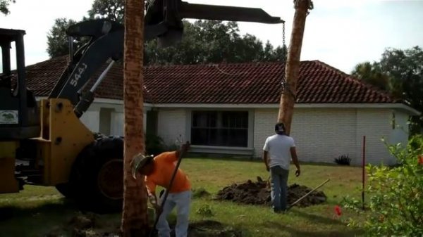 Planting Sabal Palms (Cabbage Palm)