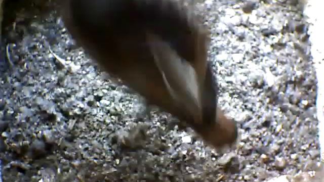 From Internet Camera(Turmfalken[03:1A:A5])2014/06/22,14:54:31_D смотреть онлайн