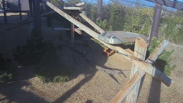 OKC Zoo Red Panda Cam: WATCH LIVE NOW! смотреть онлайн